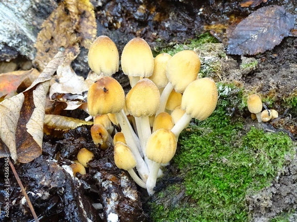 Obraz mushrooms