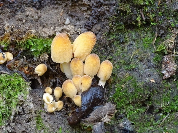 Obraz mushrooms