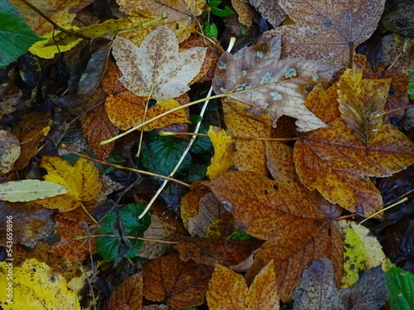Obraz colorful leaves