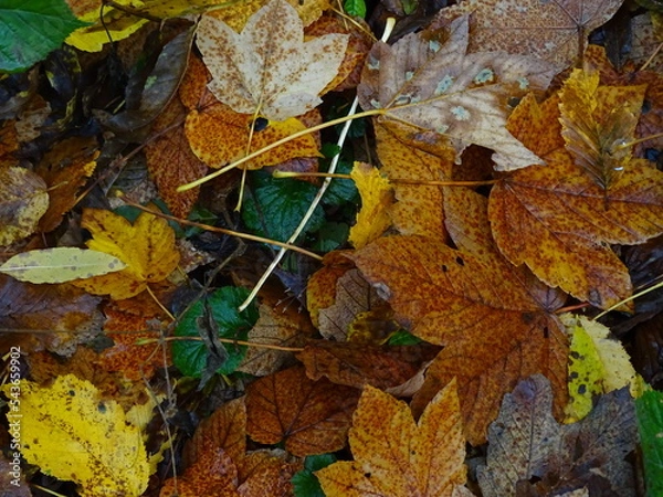 Obraz colorful leaves
