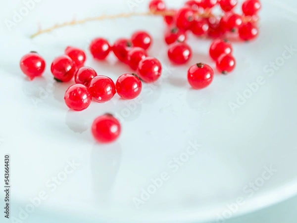 Fototapeta A bunch of red currants on a white background