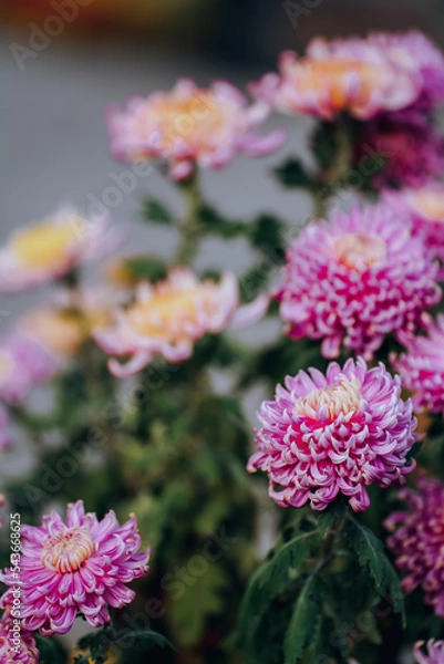 Fototapeta Chrysanthemums bloom in late autumn