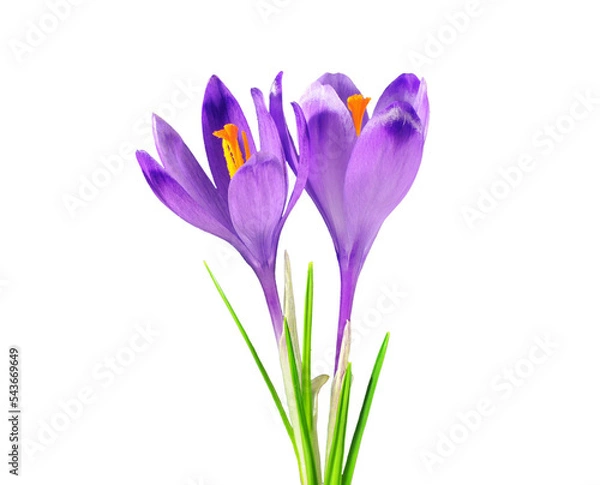 Obraz Two purple crocuses, isolated on white