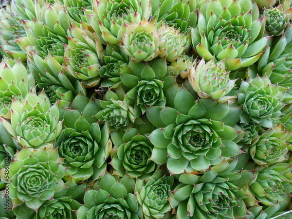 Obraz Joubarbe (Sempervivum)