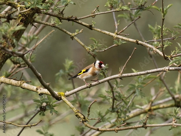 Obraz Distelfink auf Holunderbusch