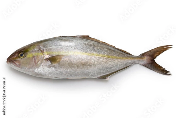 Obraz greater amberjack isolated on white background