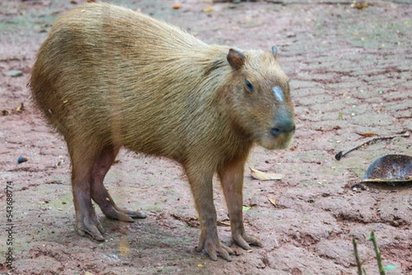 Fototapeta Capybara (Hydrochoerus hydrochaeris) at Ragunan Zoo, Jakarta.