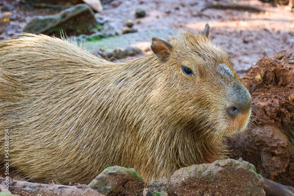 Fototapeta Capybara (Hydrochoerus hydrochaeris) at Ragunan Zoo, Jakarta.