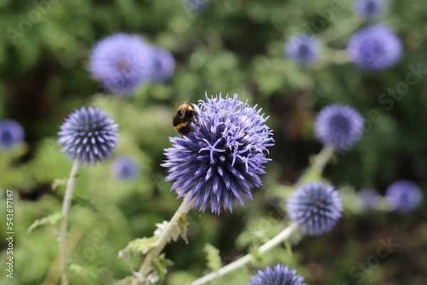 Obraz Closeup shot of blue Globe Thistles and a bee collecting nectar on an isolated background