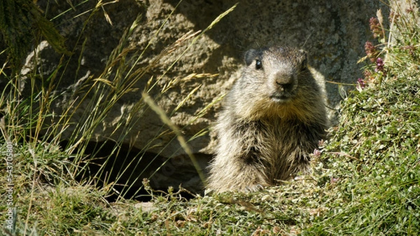 Obraz marmot close up face cam