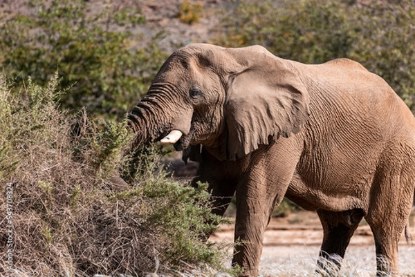 Fototapeta Namibia, Afrika Tierwelt