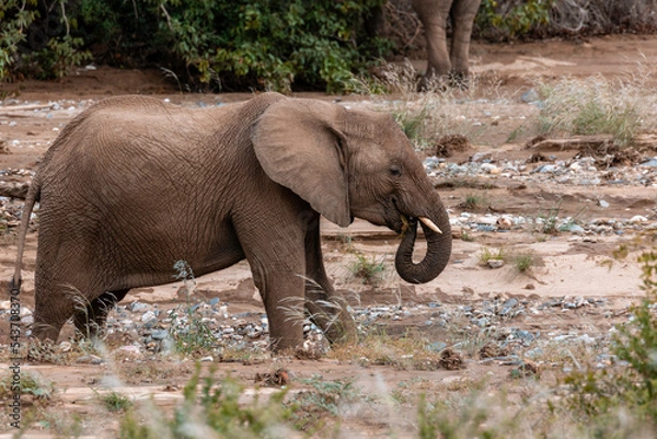 Fototapeta Namibia, Afrika Tierwelt