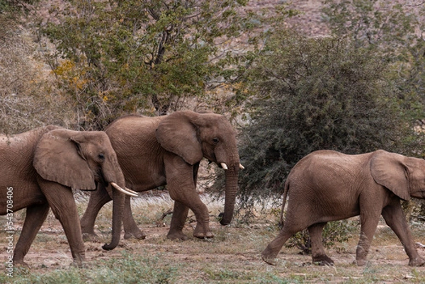 Obraz Namibia, Afrika Tierwelt