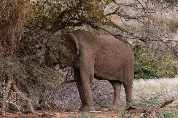 Fototapeta Namibia, Afrika Tierwelt