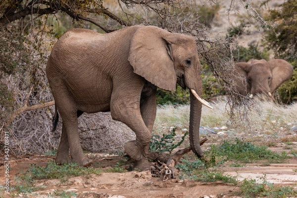 Fototapeta Namibia, Afrika Tierwelt