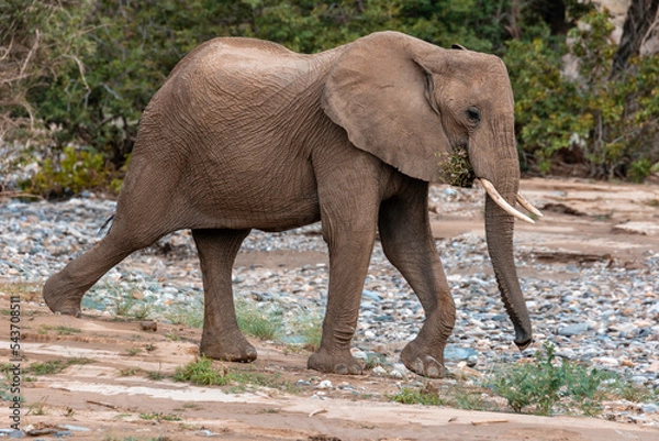 Fototapeta Namibia, Afrika Tierwelt
