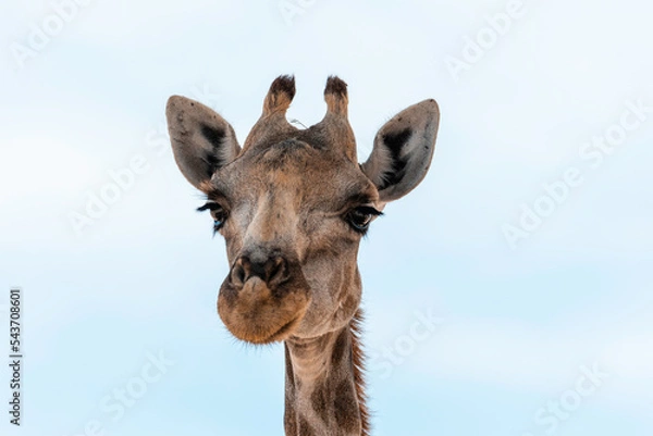 Fototapeta Namibia, Afrika Tierwelt