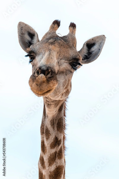 Obraz Namibia, Afrika Tierwelt