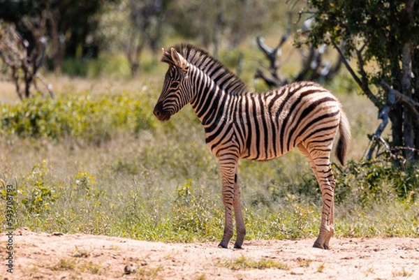 Obraz Zebra Family 16