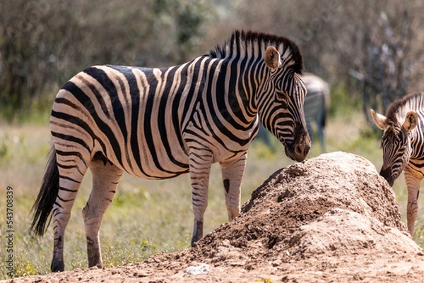 Obraz Zebra Family 13