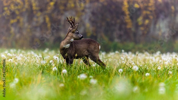 Fototapeta Roe deer on the edge of the forest in autumn.