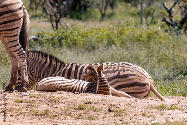 Obraz Zebra Family 07