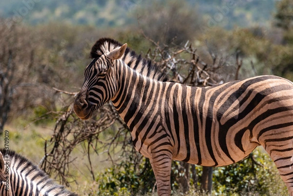 Obraz Zebra Family 06