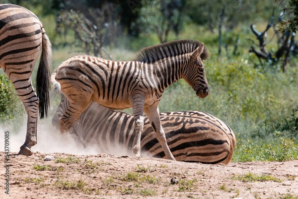 Obraz Zebra Family 03