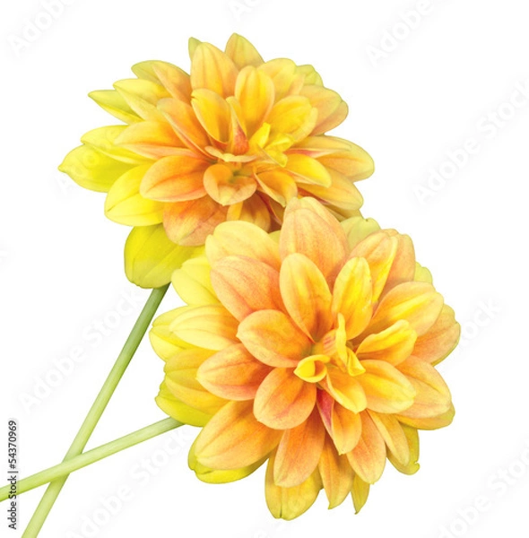 Fototapeta ダリア