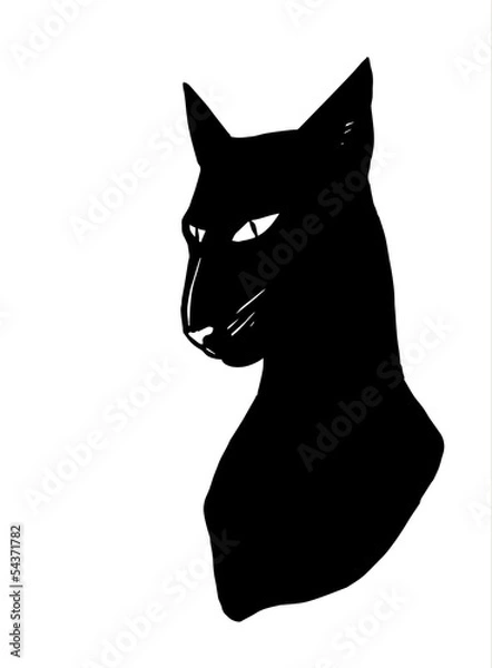 Fototapeta Siamese cat