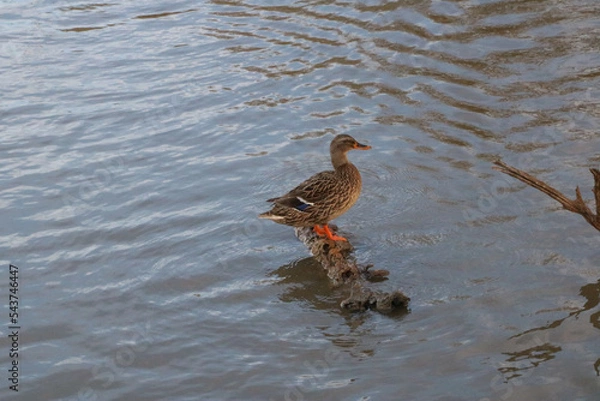 Fototapeta Colorful duck perching on wooden log in lake