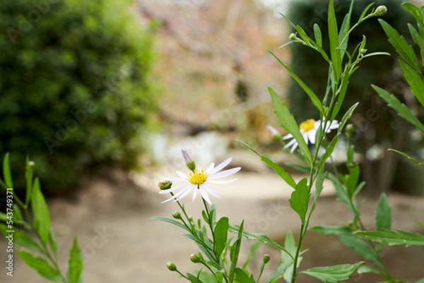 Obraz カモミール