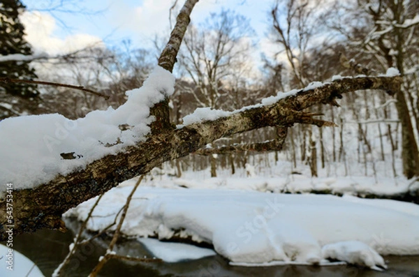 Obraz Branches endure nature's cold in silence
