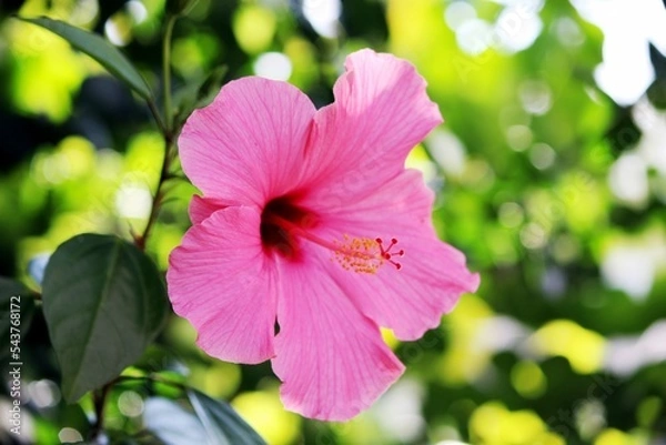 Obraz pink hibiscus flower