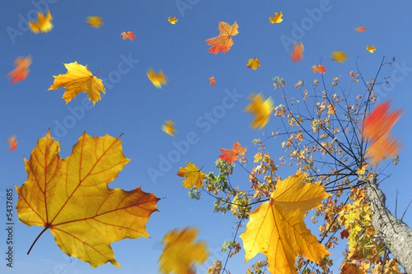 Fototapeta Jesienne liście na wietrze