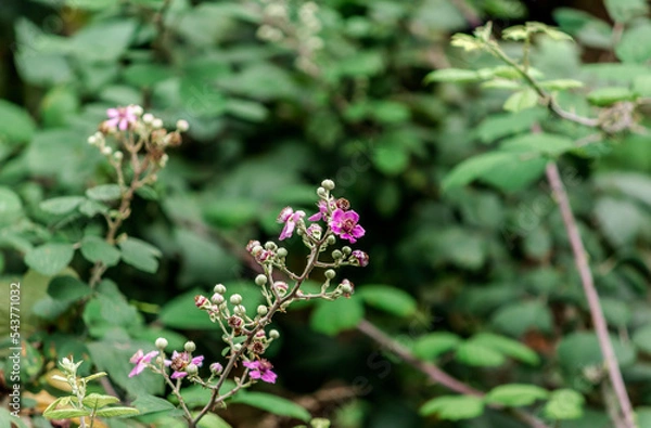 Fototapeta Rubus ulmifolius (Binomial name),elmleaf blackberry or thornless blackberry
