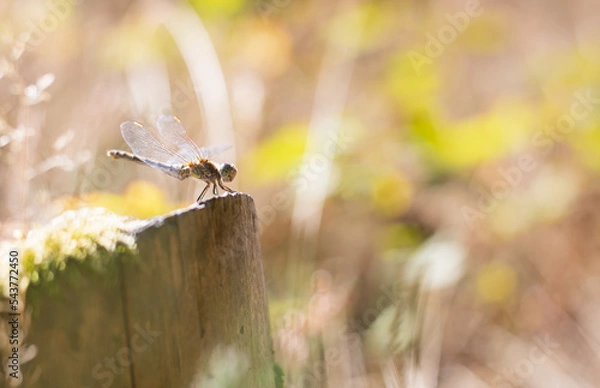 Obraz dragon fly on the tree stump in sunlight