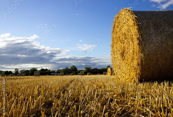 Obraz straw bales on a field