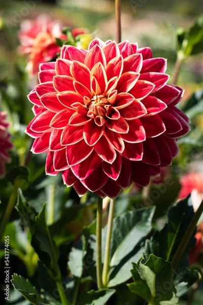 Obraz red dahlia in flower garden