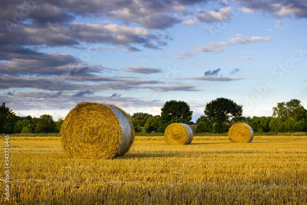 Obraz grain bales in the straw field