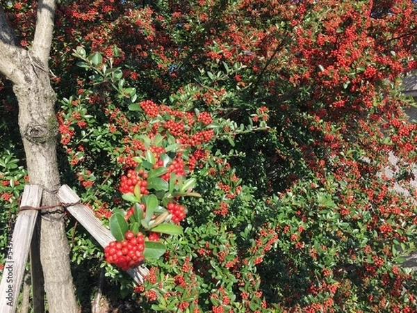 Fototapeta 붉은 열매