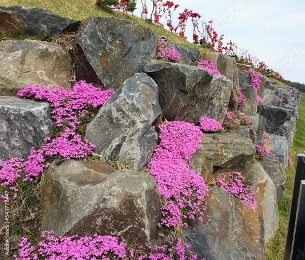 Fototapeta 바위에 핀 철쭉