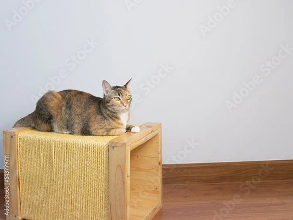 Fototapeta set of cat front of white background doing activity on the floor and toy indoor the house