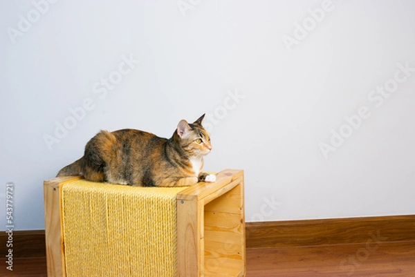 Fototapeta three color cat on the wooden toy laying down in fromt of the whitte background