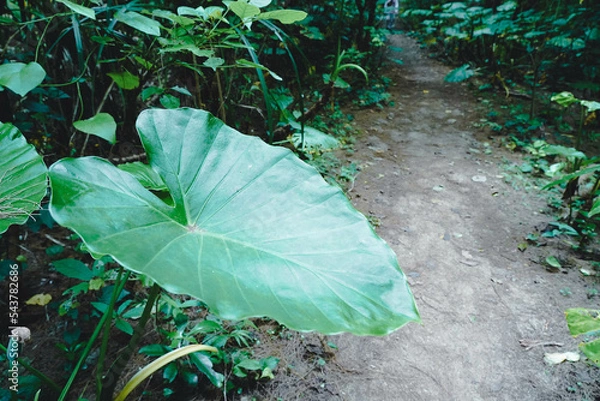 Fototapeta 奄美大島　ハートロックへ続く森