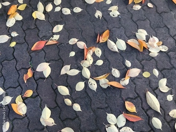 Fototapeta 落ち葉の模様