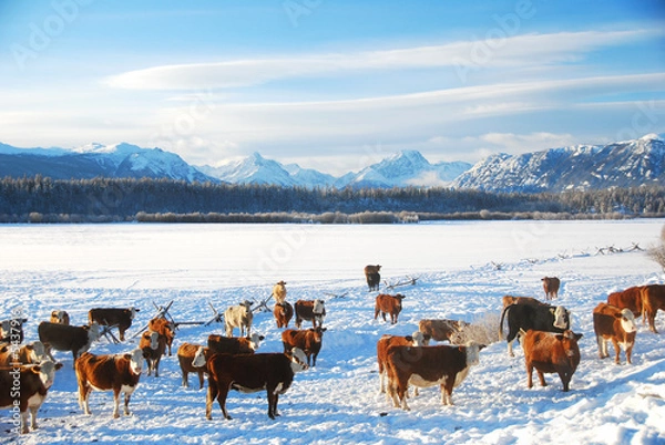 Obraz bydło na ranczo