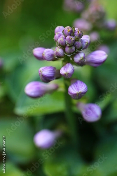 Obraz funkia Blue Mouse Ears Hosta