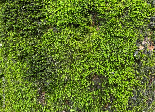 Obraz 苔が生えた木の幹