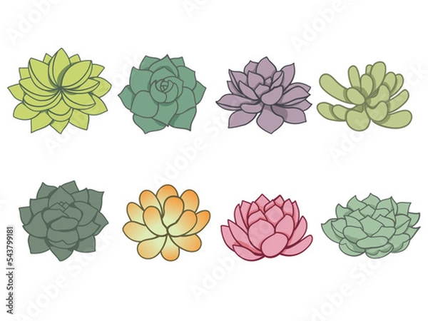 Obraz Cactus and juicy set in doodle style. Top view. Various green house cacti collection in flat design. Editable vector illustration on white background. 
